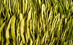 zelená fazolka - zdroj vlákniny